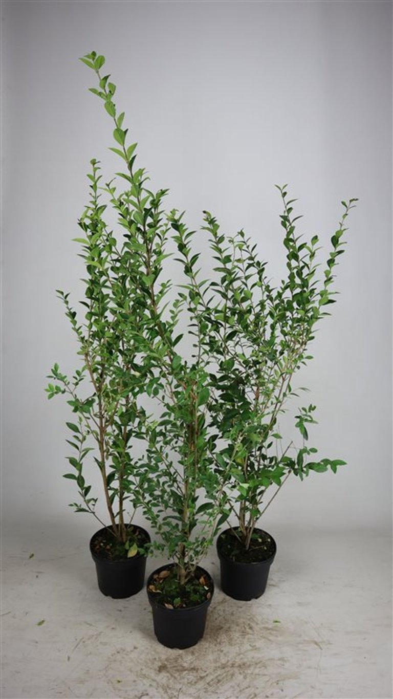 Ligustrum ovalifolium - C5 80-100 CM